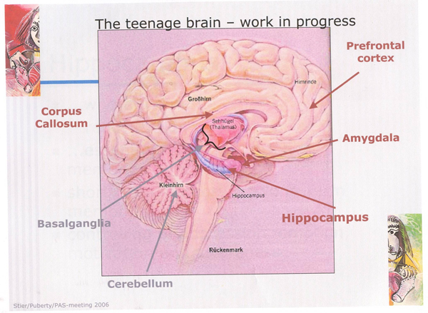 Εφηβικός Εγκέφαλος